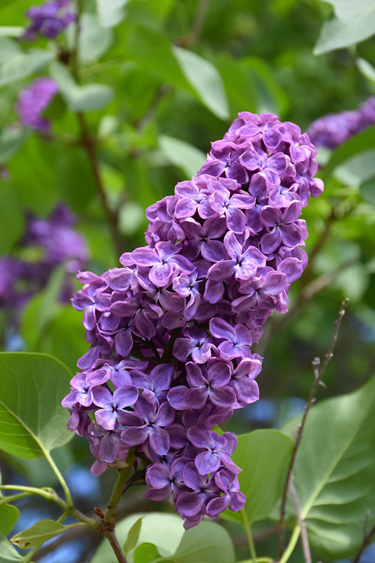 Syringa x hyacinthiflora 'Pocahontas' (Pocahontas Lilac)