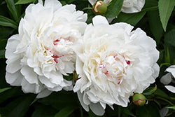 Paeonia lactiflora 'Festiva Maxima'