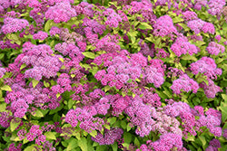 Spiraea japonica 'Walbuma' (Magic Carpet)