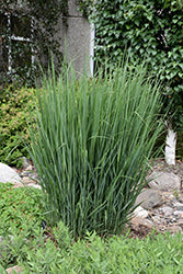 Panicum 'Northwind' (Switch Grass)
