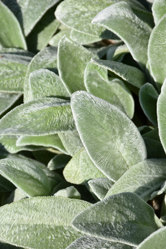 Stachys byzantina (Lamb's Ear)