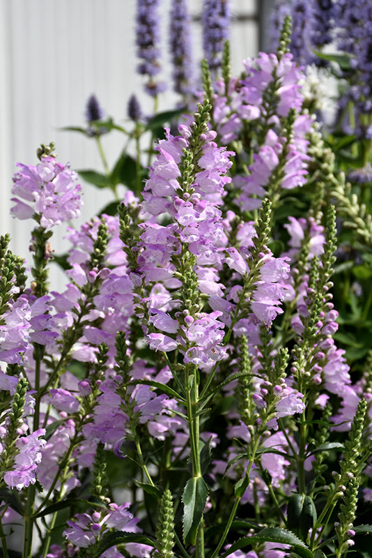 Physostegia virginiana 'Pink Manners' (Obediant Plant)