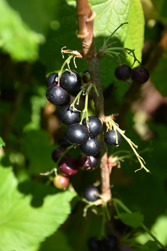 Ribes nidigrolaria (Jostaberry)