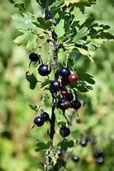 Ribes nigrum (Black Currant)