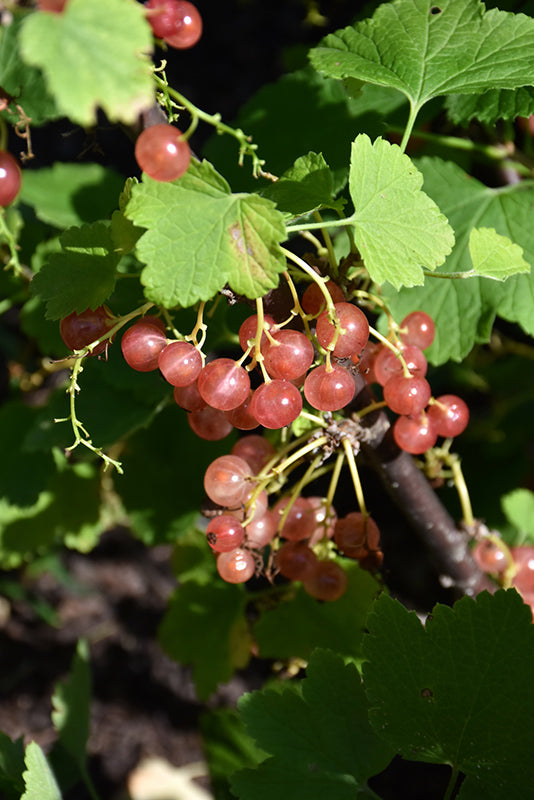 Ribes spicatum 'Champagne'