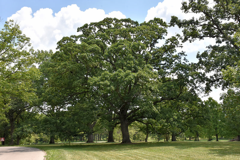 Quercus alba (White Oak)