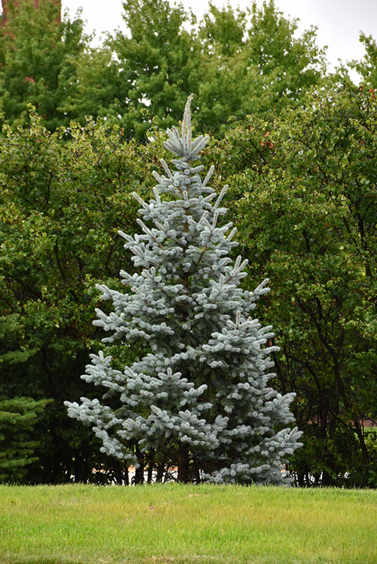 Picea pungens 'Koster' (Koster Blue Spruce)