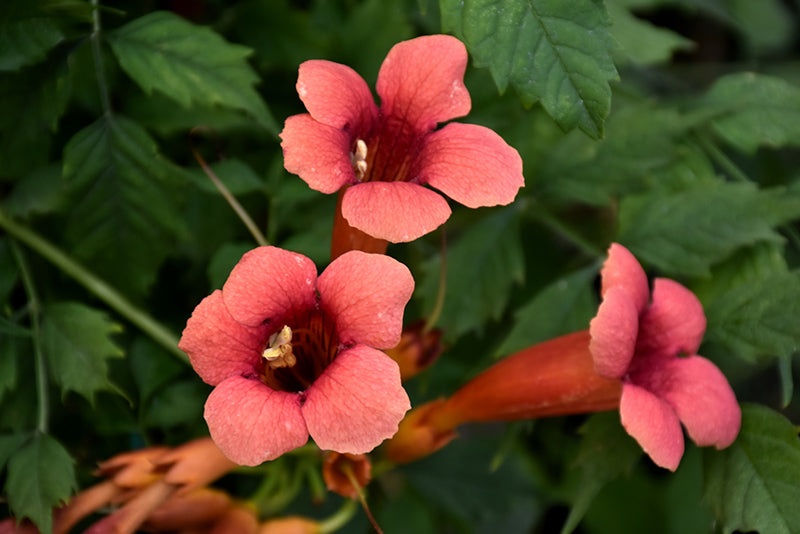 Campsis radicans 'Flamenco' (Orange-Red Trumpetvine)