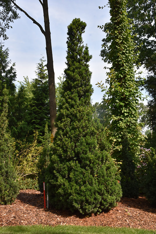 Taxus x media 'Stricta Viridis' – Green Thumb Nurseries