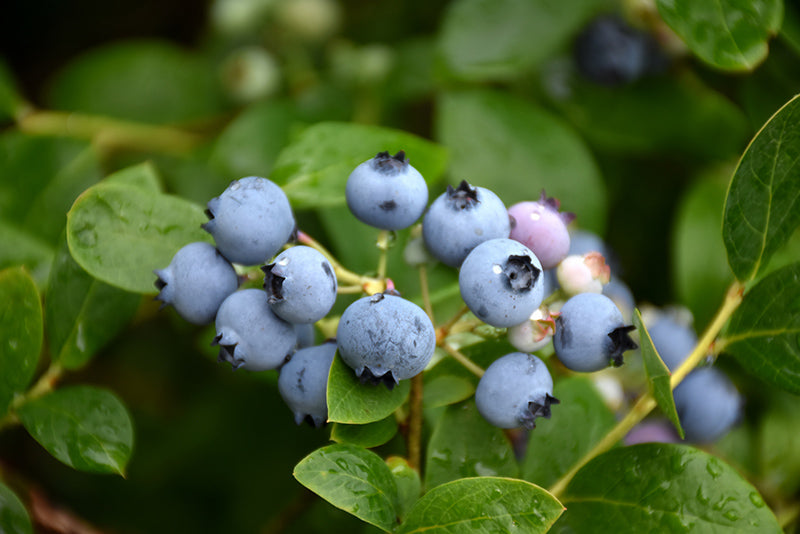 Vaccinium 'Misty'