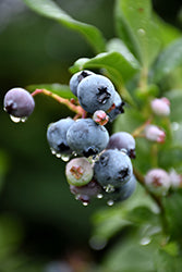 Vaccinium corymbosum 'Bonus' (Blueberry)
