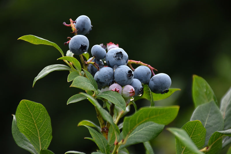 Vaccinium hybrid 'Northland' (Blueberry)
