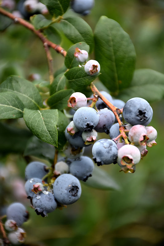 Vaccinium 'Reka' (Blueberry)