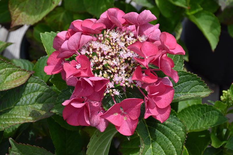 Hydrangea macrophylla 'Cherry Explosion'