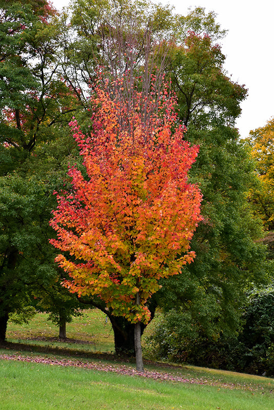 Acer rubrum 'Red Rocket' (Red Maple)