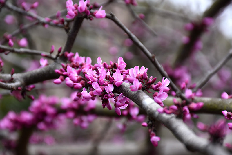 Cercis canadensis 'Burgundy Hearts' (Redbud)