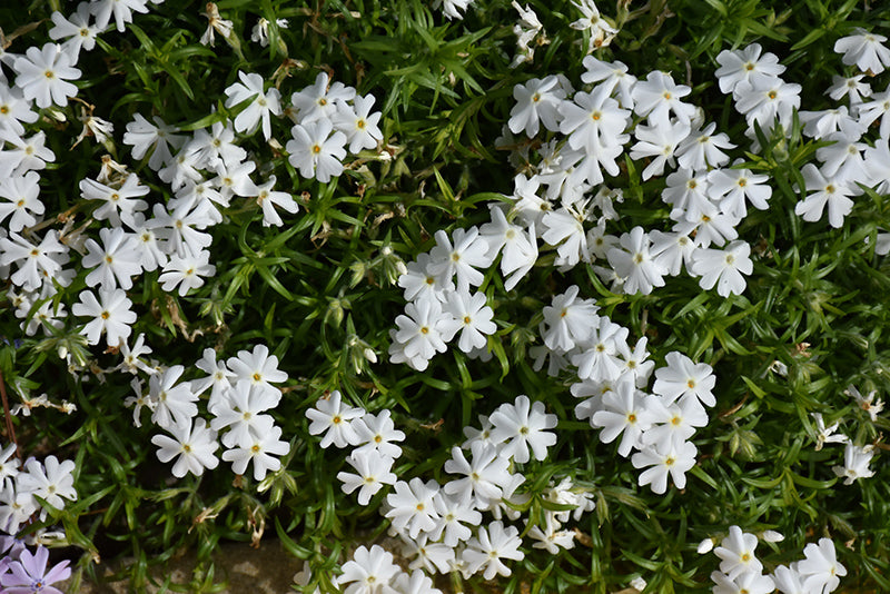 Phlox subulata 'Spring White'