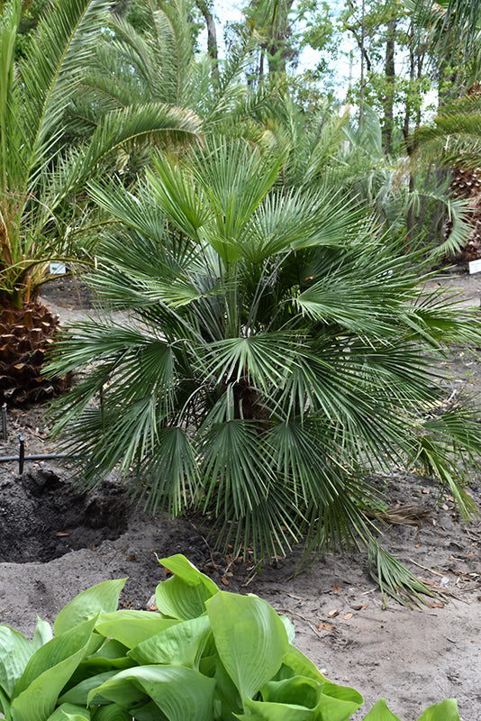 Chamaerops humilis