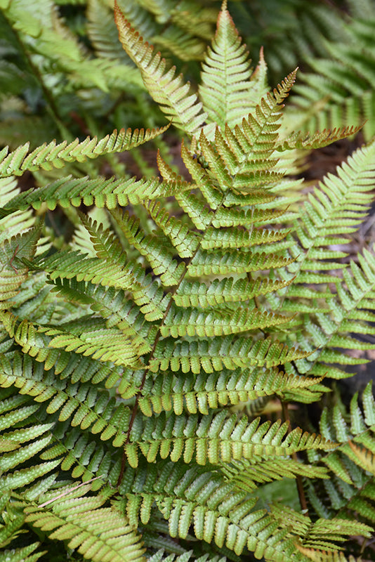 Dryopteris erythrosora 'Autumn Dwarf' (Dwarf Autumn Fern)