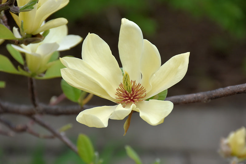 Magnolia x 'Butterflies'