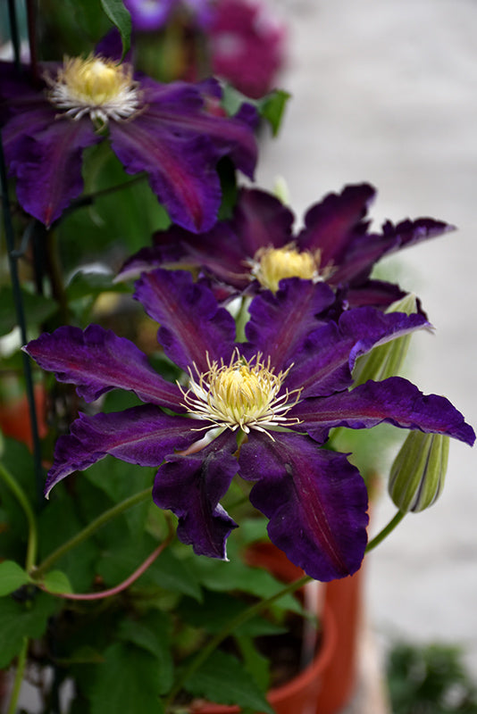 Clematis x hybrida 'The Vagabond'