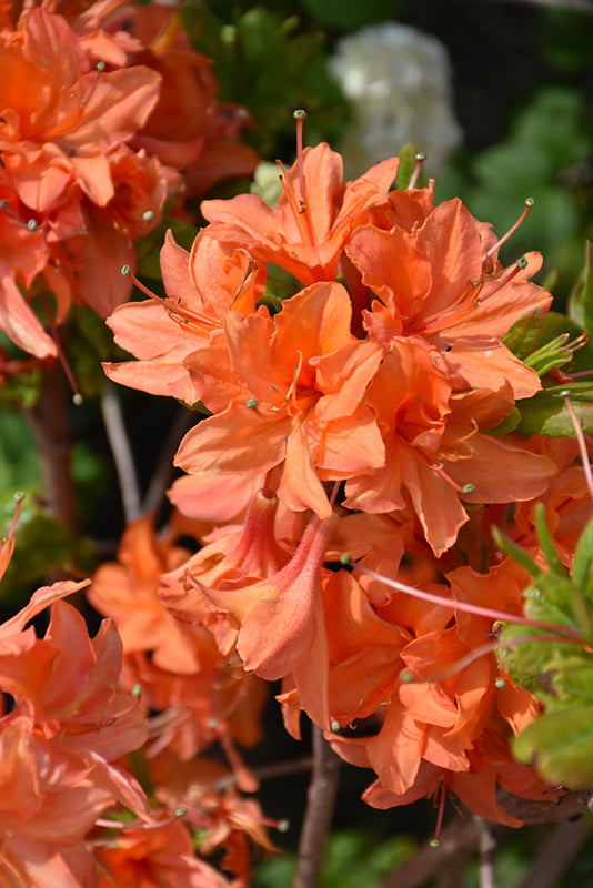 Azalea hybrid 'Mandarin Lights'