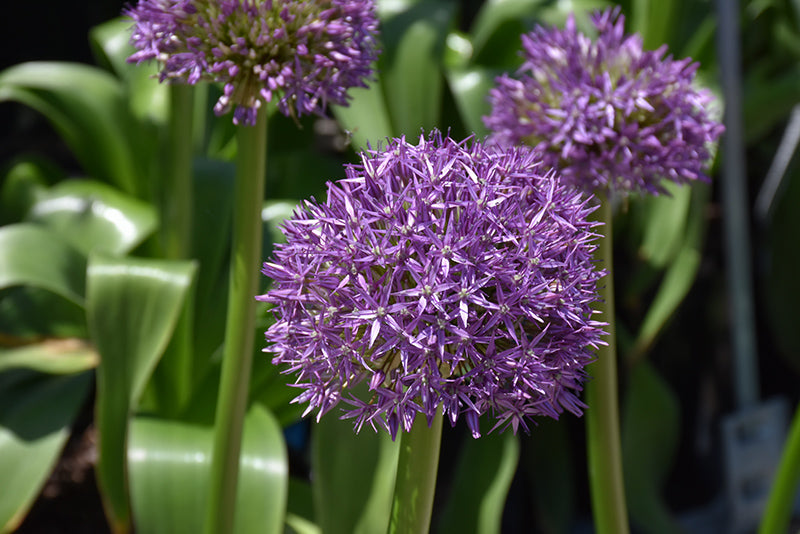 Allium 'Globemaster' (Ornamental Onion)