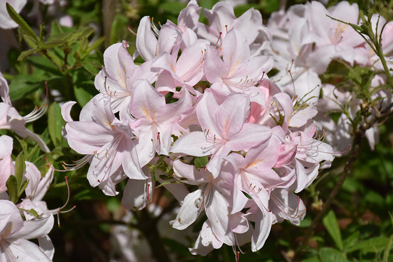 Azalea hybrid 'White Lights'