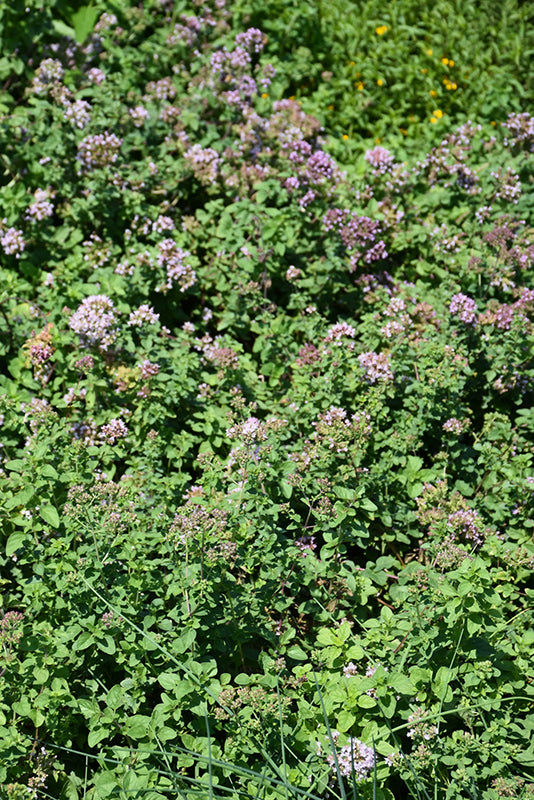 Origanum laevigatum ‘Hopley’s Purple’ (Ornamental Oregano ‘Hopley’s Purple’)