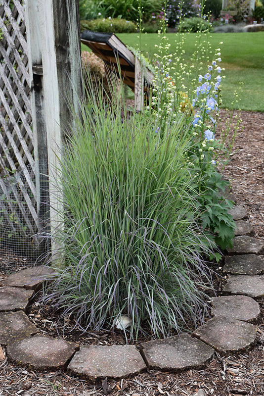 Schizachyrium scoparium 'Twilight Zone' (Little Bluestem)