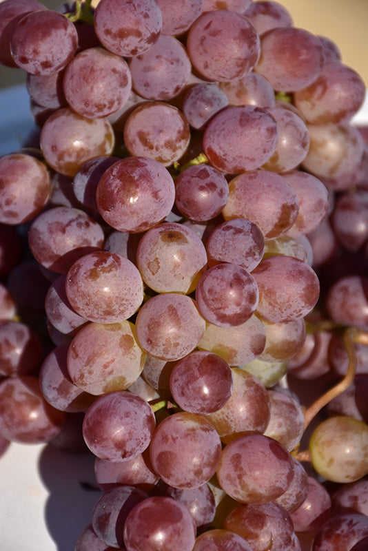 Vitis vinifera 'Vanessa' (Red Seedless Grape)