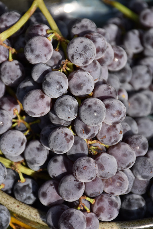 Vitis 'Sovereign Coronation' (Purple Seedless Table Grape)
