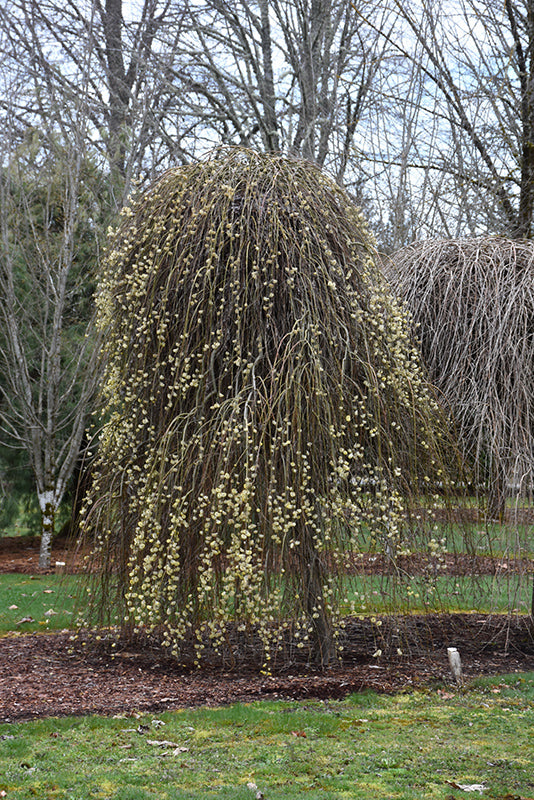 Salix caprea 'Pendula' (Weeping Pussy Willow)
