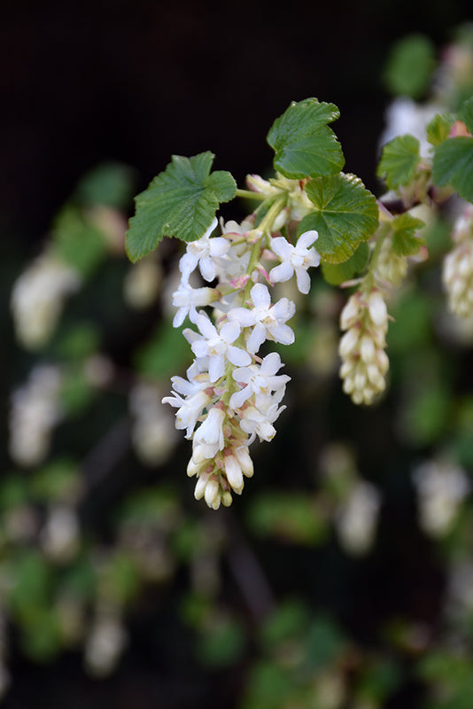 Ribes sanguineum 'White Icicle'