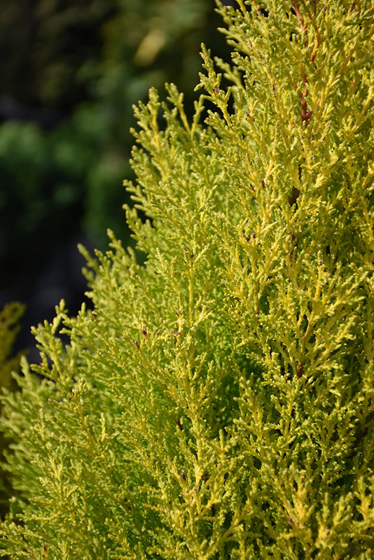 Cupressus macrocarpa 'Goldcrest'