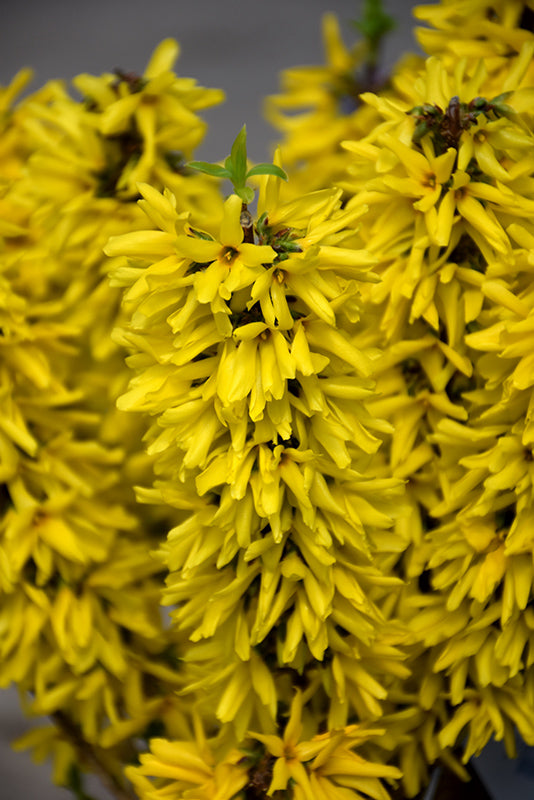 Forsythia (Dwarf)