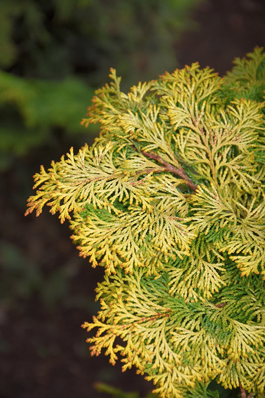 Chamaecyparis obtusa 'Aurea' (Hinoki Falsecypress)
