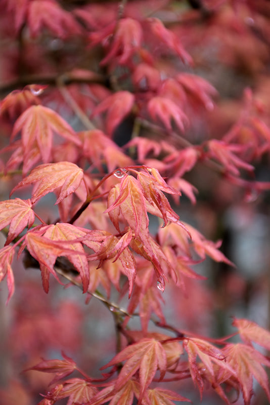 Acer palmatum 'Chishio' (Japanese Maple)