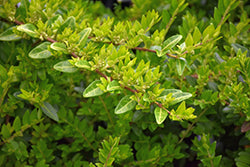Lonicera nitida 'Maygreen' (Box Honeysuckle)