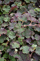 Rubus 'Calycinoides' (Creeping Raspberry)