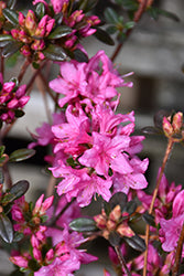 Rhododendron 'Ria Hardijzer'
