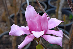 Magnolia 'Vulcan'