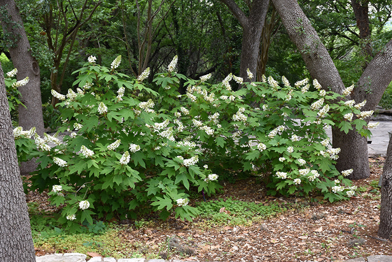 Hydrangea quercifolia (Double Flower)