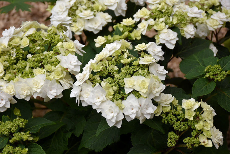 Hydrangea macrophylla 'Double Delights Wedding Gown'