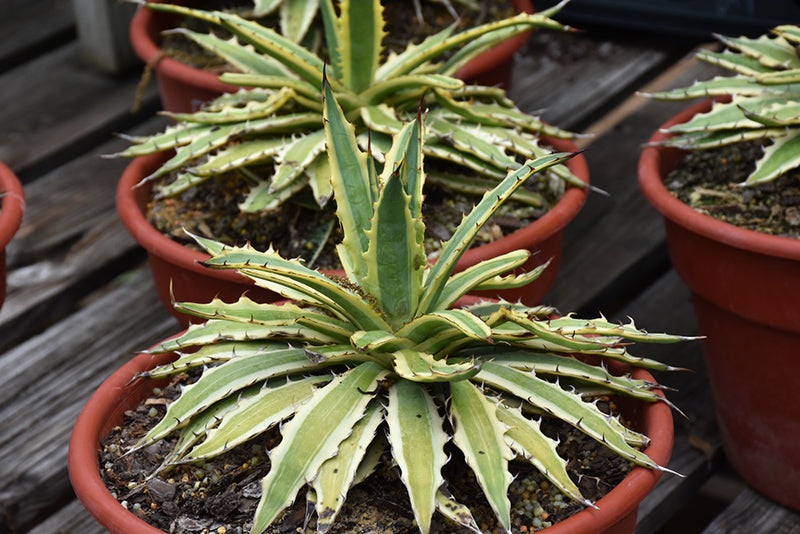 Agave xylonacantha 'Frostbite' (Frostbite Agave)