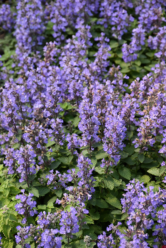 Nepeta x faassenii 'Purrsian Blue' (Catmint)