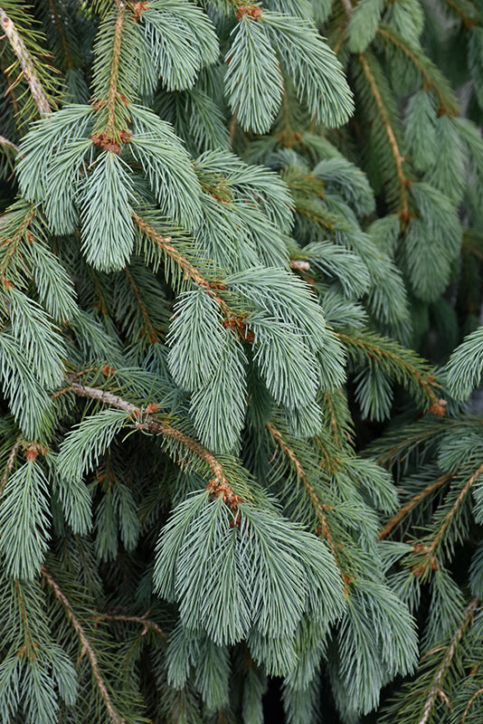 Picea engelmannii 'Bush's Lace' (Bush's Lace Engelmann Spruce)