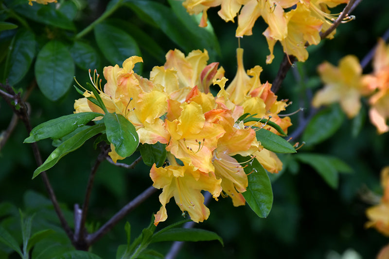 Azalea hybrid 'Golden Lights'
