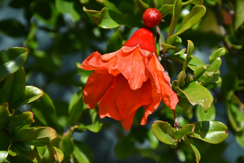 Punica granatum 'Favorite' (Pomegranate)