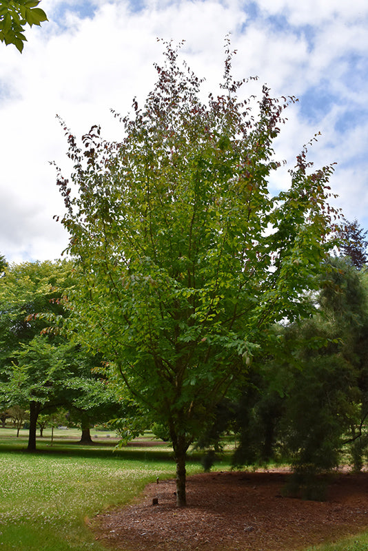 Parrotia persica 'Ruby Vase' (Persian Ironwood)